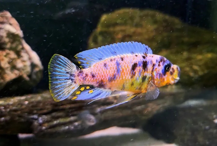 Maylandia fainzilberi 'Nkanda'